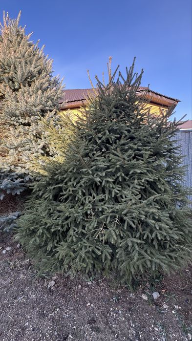 Продам Ёлку от 200.000тг