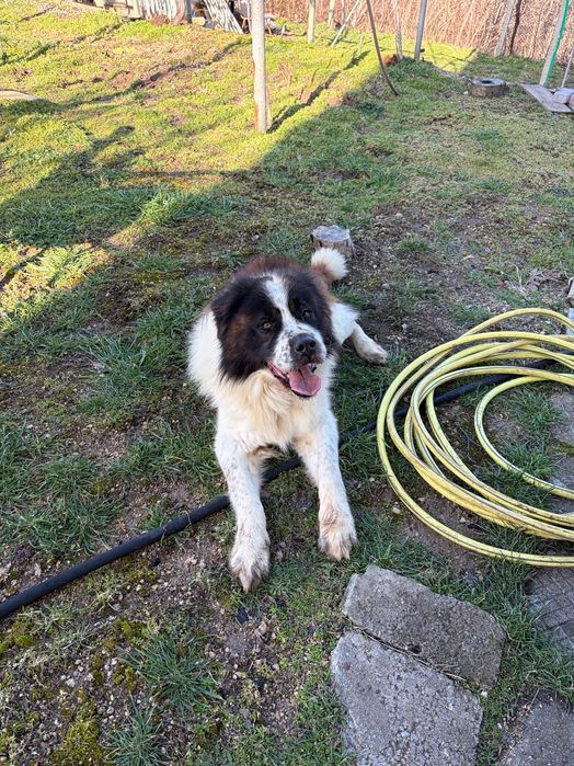 Подарявам мъжко куче Московска страживая