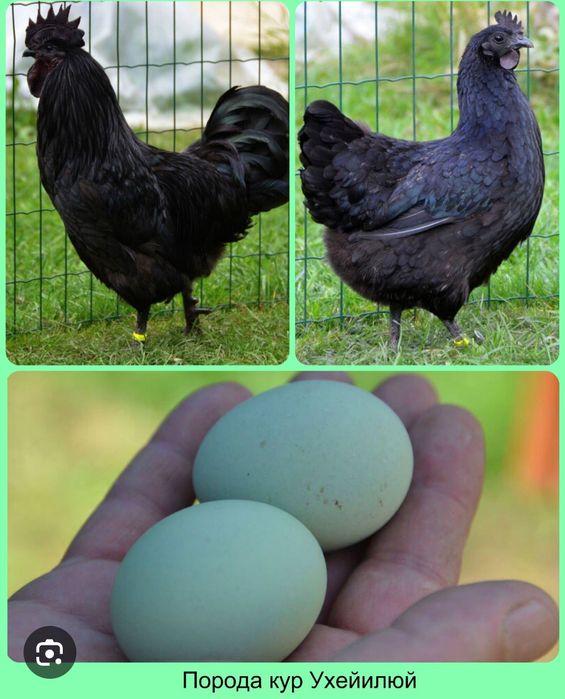 Ухейилюй ва Лакдензи парода