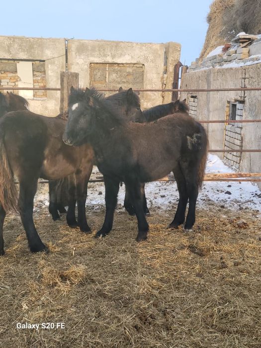 Жабағы сатамын срочно