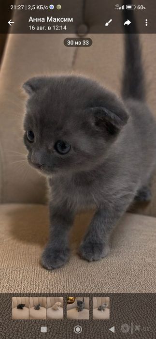 Продаются вислоухие котята