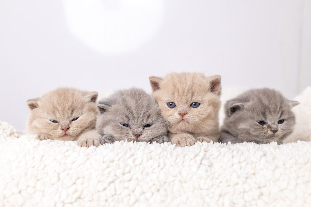 Британские котята классика