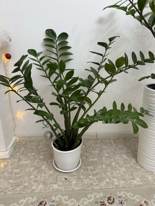 Продам долларовое дерево