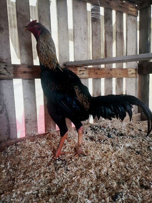 Байтцовка дәкан қораз.