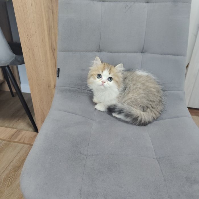 Золотой Бикалор Британец