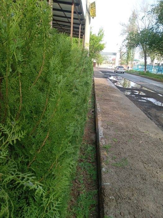 Арча. Яшил девор учун