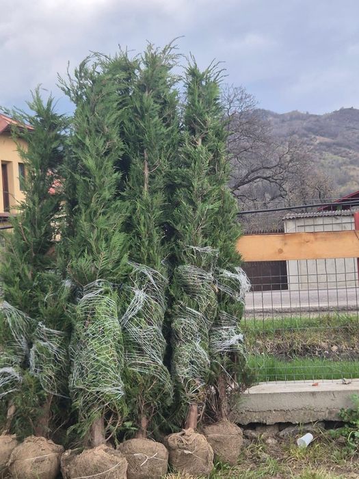 Leylandii Chiparos