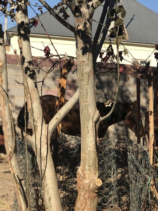 Тай сатылады семиз