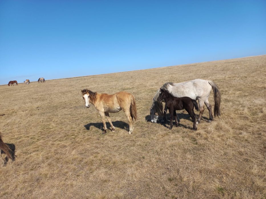 Продам лошадей на племя