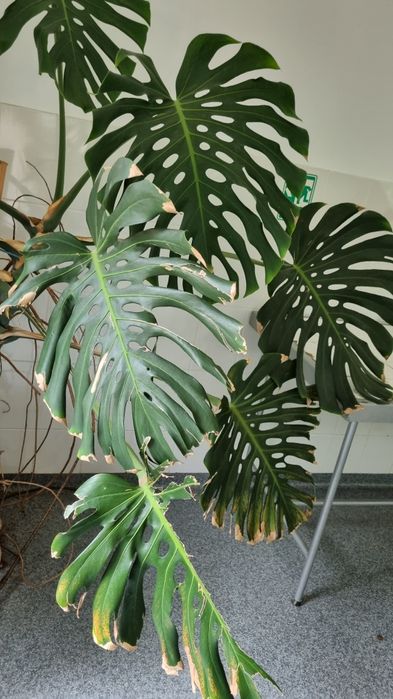 Monstera deliciosa