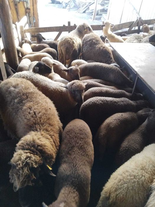 Miei frumoși de vânzare