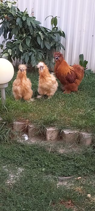 Familie mătase japoneza roșie