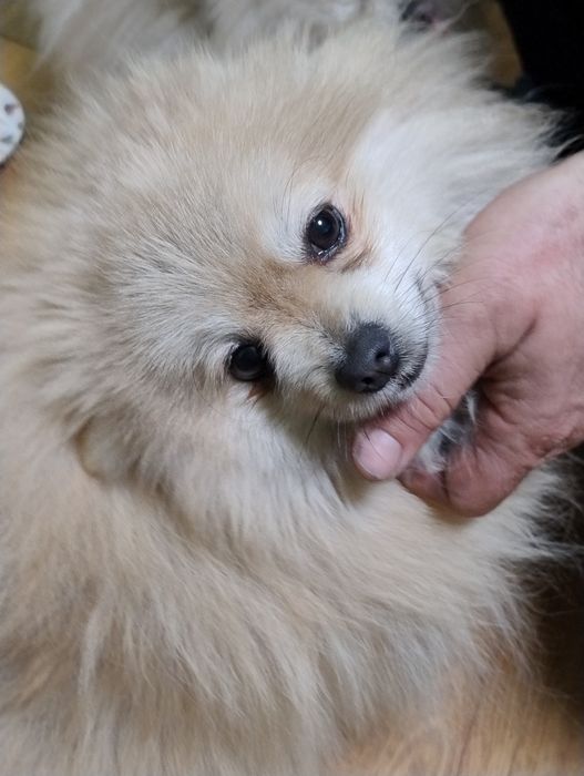 Померан , 2 момчета на 1 г.