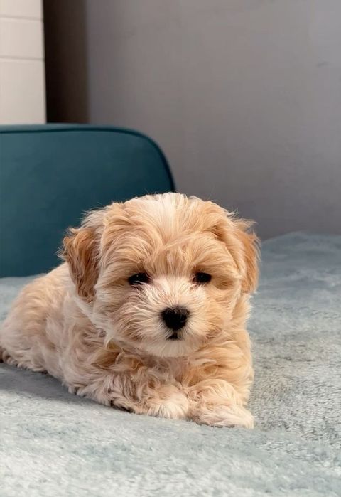 Maltipoo Apricot F