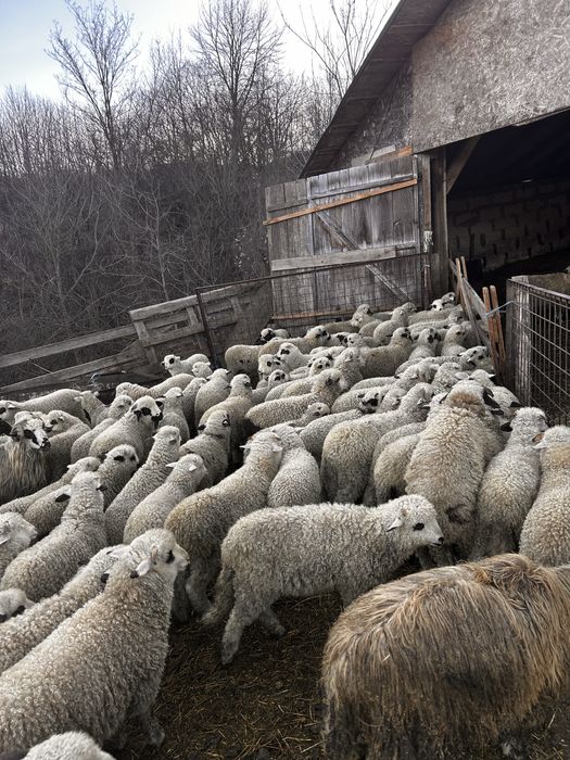 Vand Mieii rasa Turcana !