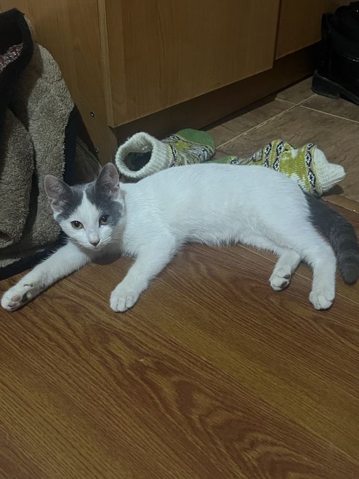 Продам кошку мальчик