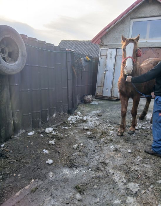 De vânzare! Armăsar de 2 Ani! Detalii în privat!