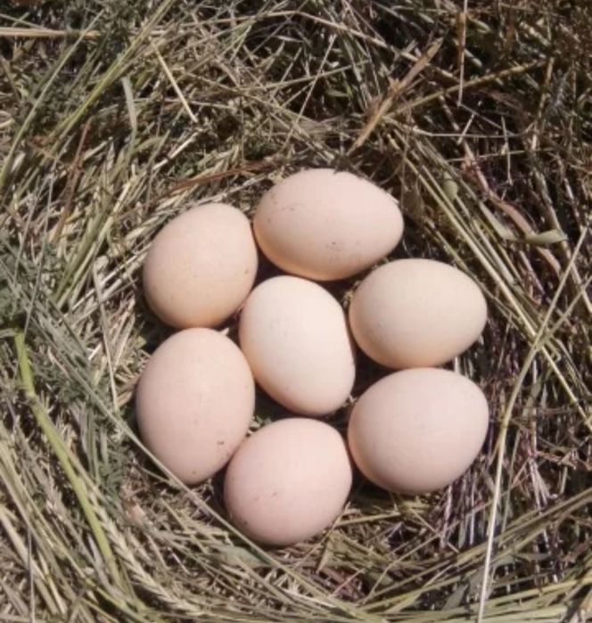 Яйца индийского павлина!