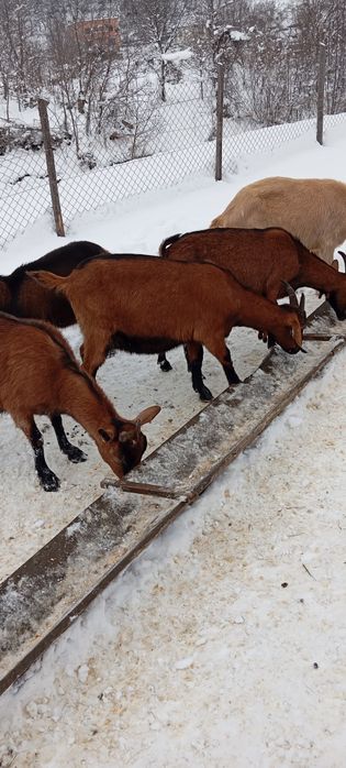 Vând turma mică de capre