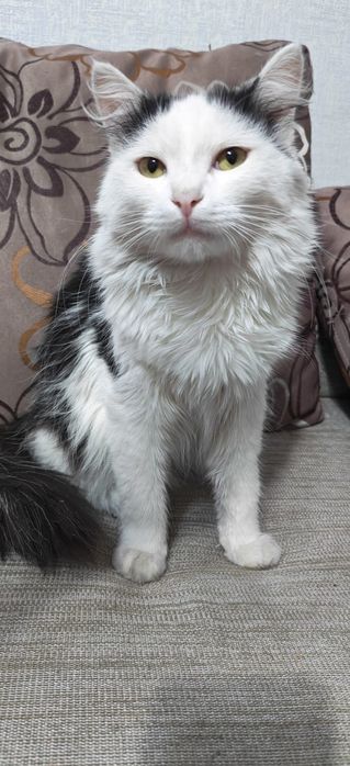 Отдам отличного кота
