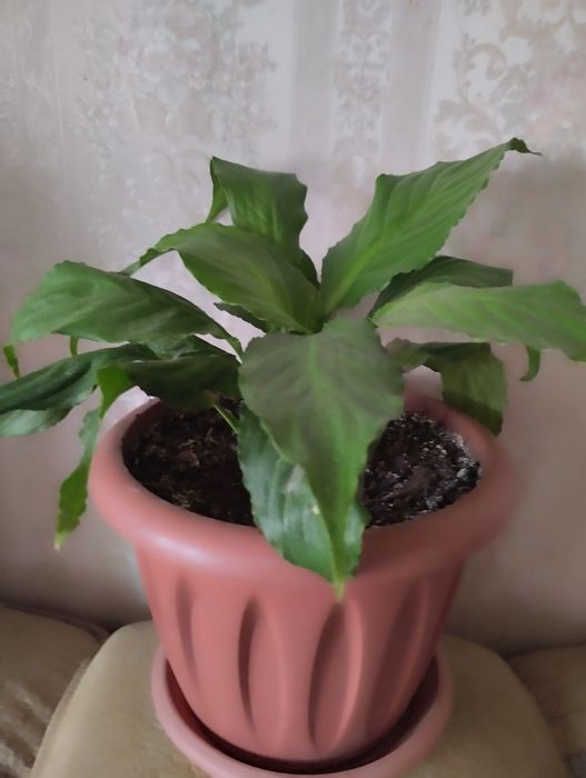 Женское счастье.