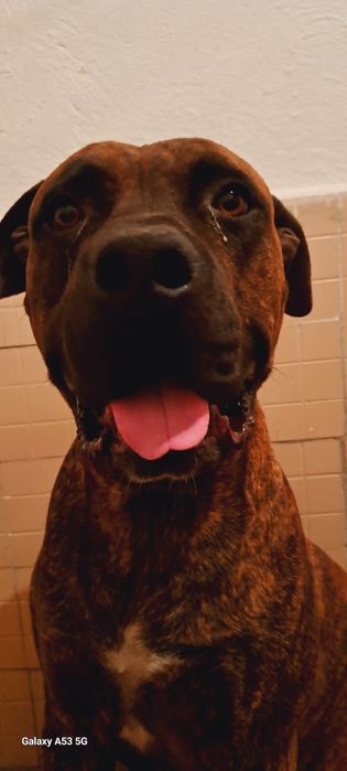 Продам Амстафа 4 года