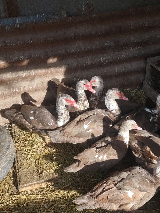 Селезень индоутки на племя