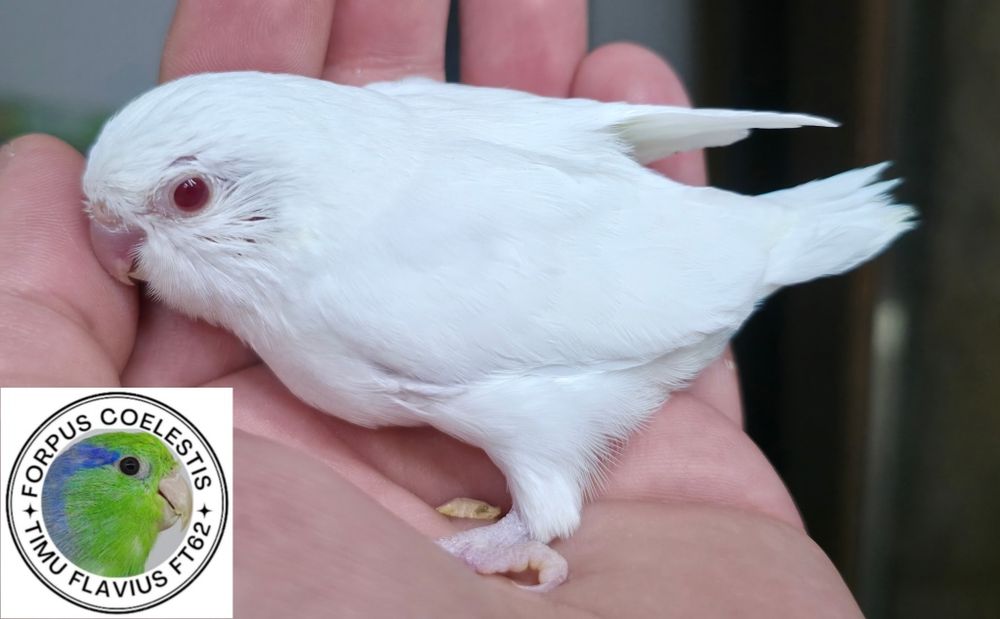 Forpus coelestis