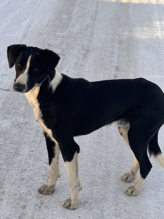 Собака ищет хозяев