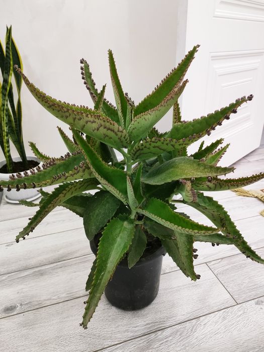 Лечебное каланхоэ, доставка