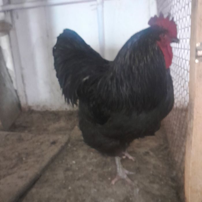 Продам петушков  есть3 шт