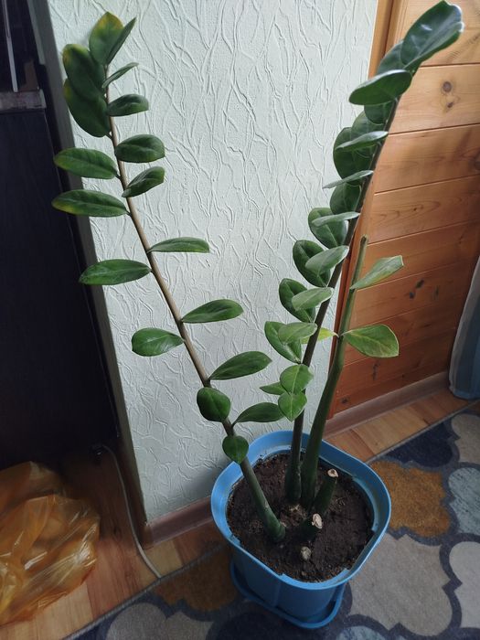 Продам замиакулькас