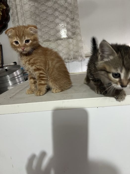 шотланские котята