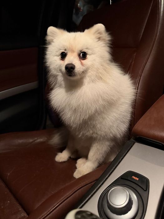 Продавам Померан