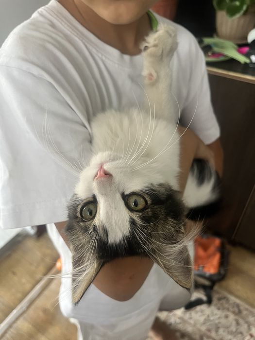 Отдам котенка в добрые руки