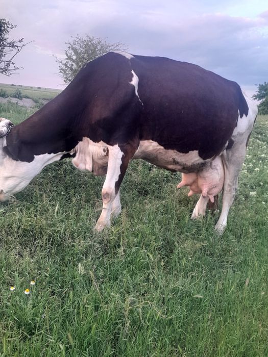 Vând vaca gestanta  în trei luni