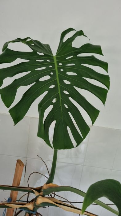 Monstera deliciosa