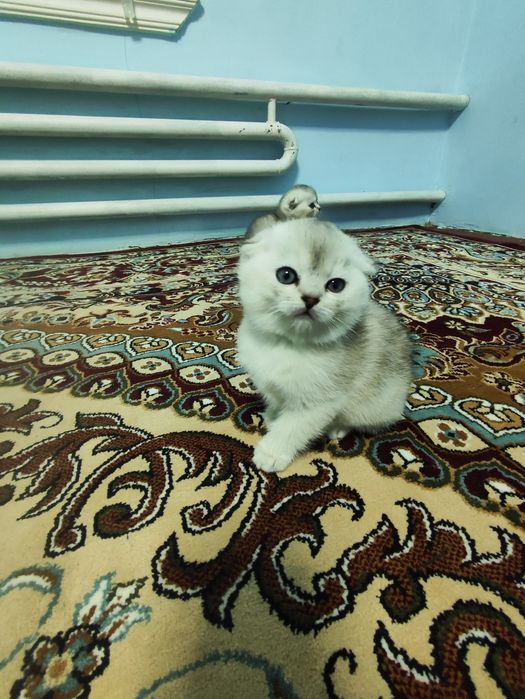 Продаются котята