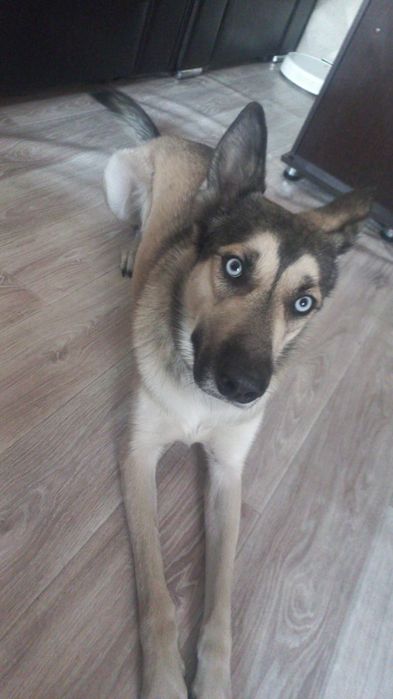 Пёс, помесь хаски с овчаркой