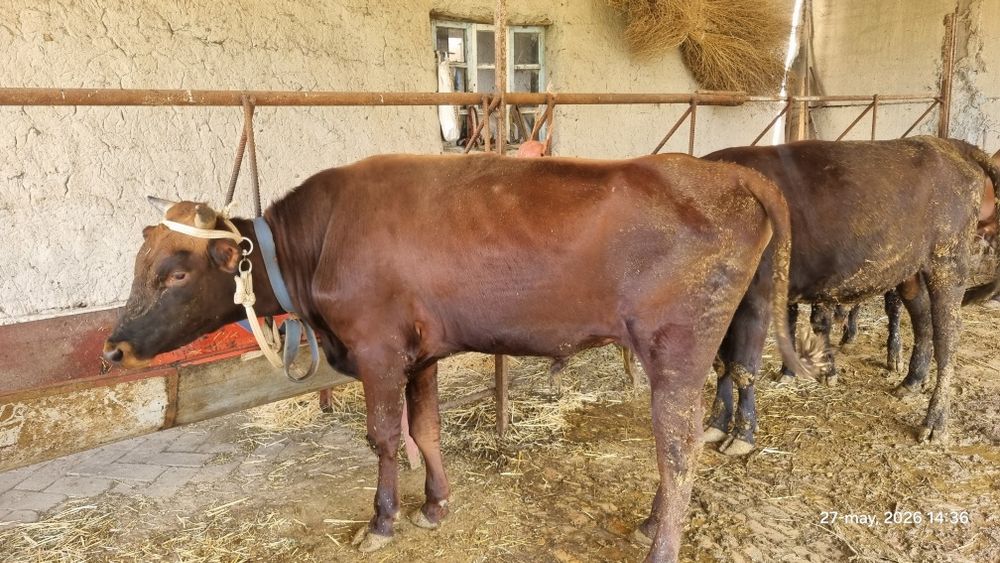 Buqa sotiladi tez va arzon
