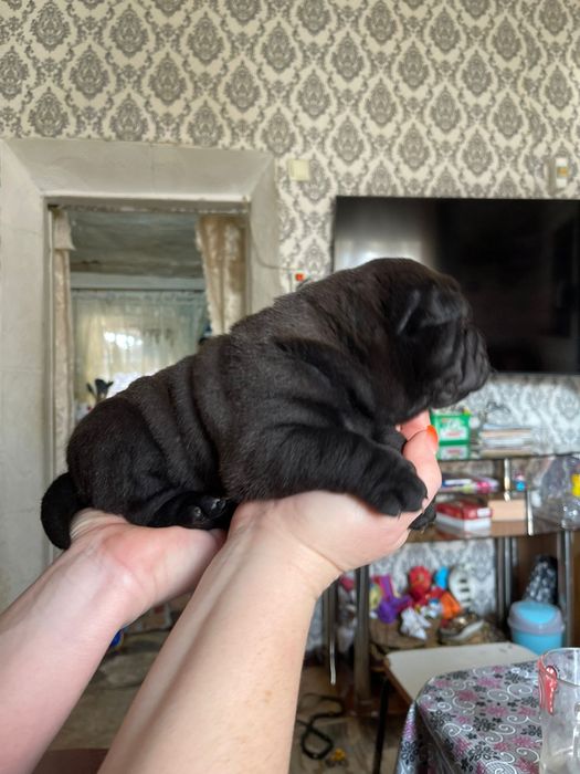 Щенки шарпейчики