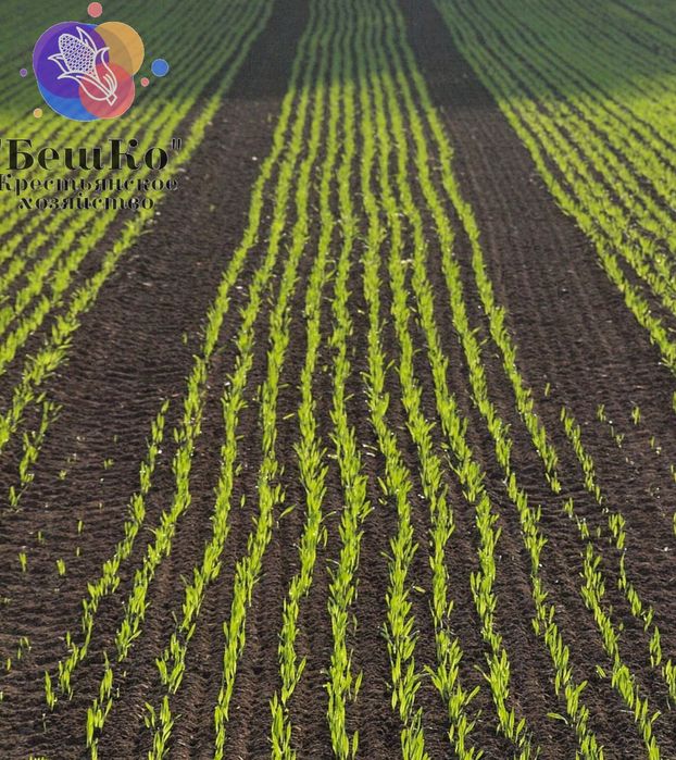 Семена кукурузы, посадочный материал