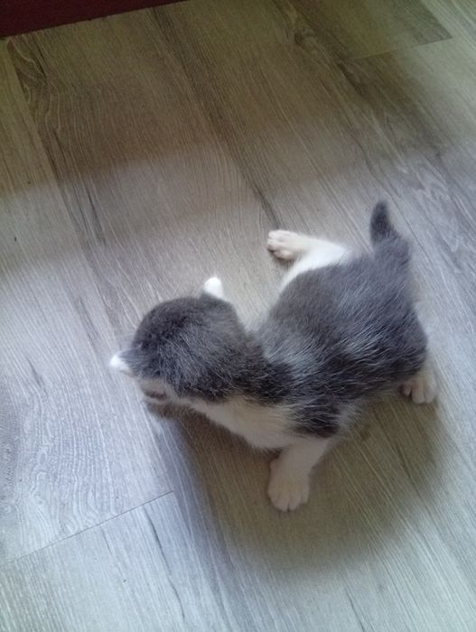 Котёнок красивенький