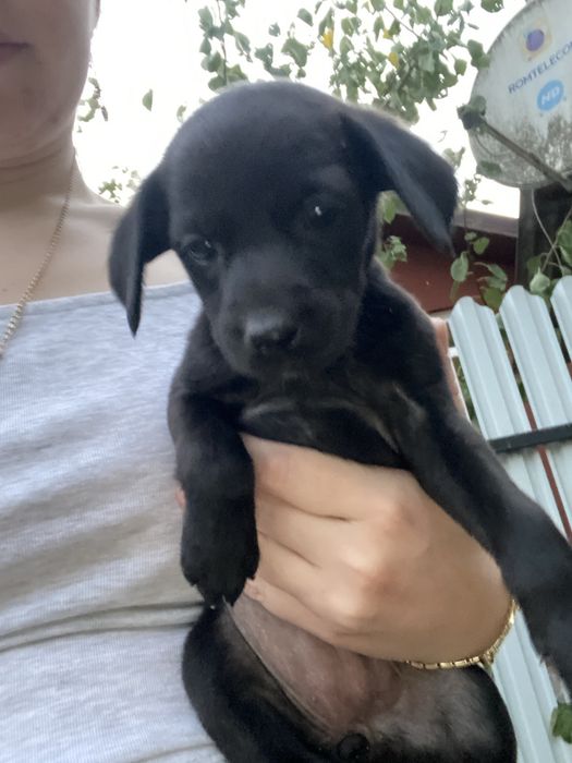 Dau spre adoptie  2 fetite