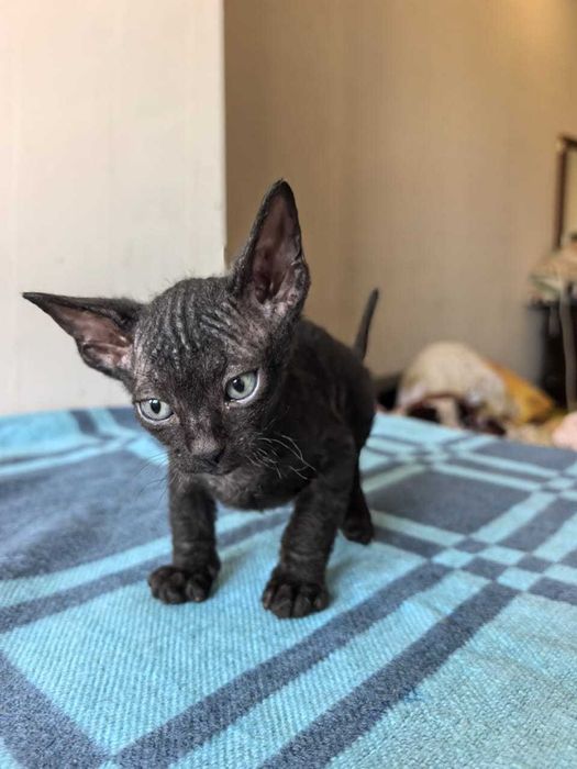 Котята сфинкс!!!