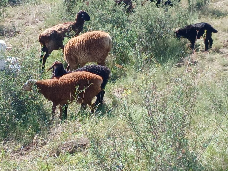 Продам баранов курдючных
