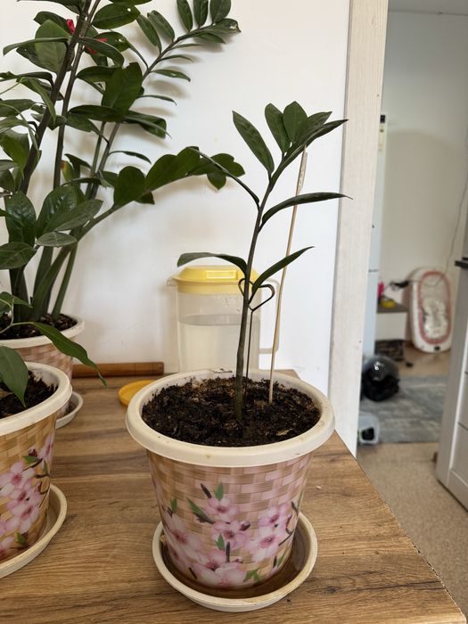 Цветы Доллар хорошие