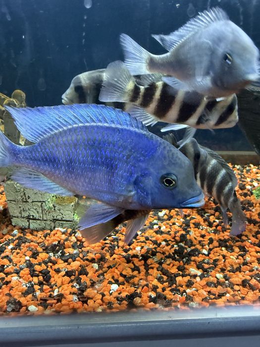 Продам рыб голубой дельфин