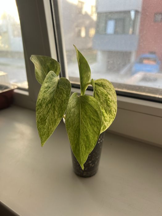 Alocasia Dragon pui