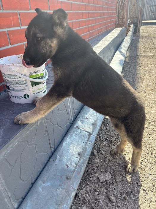 Восточноевропейская овчарка